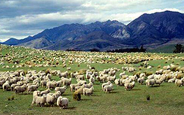 畜牧業(yè)方案